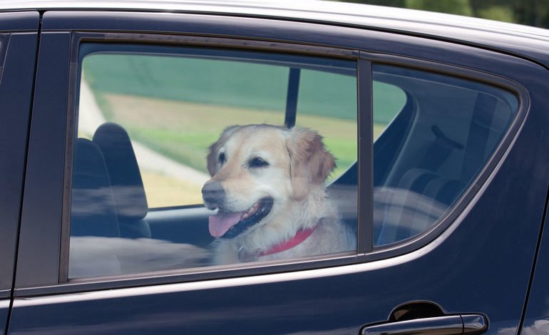 Hund im Auto