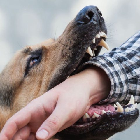 Hund beißt Mensch