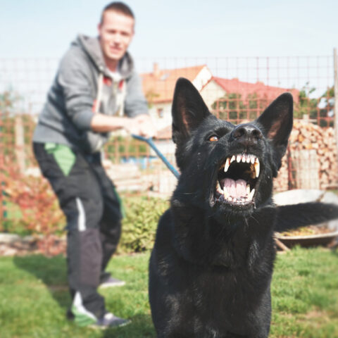 Hundebiss: Schwarzer Hund bellt und zeigt die Zähne, dahinter ein Mann, der seine Leine hält.