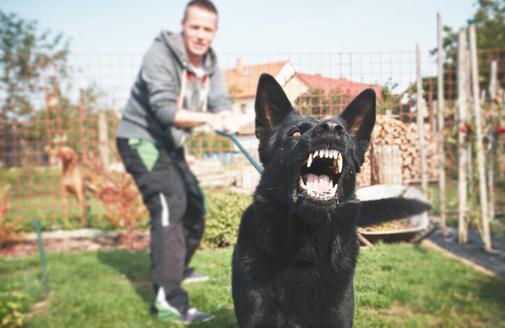 Hundebiss: Schwarzer Hund bellt und zeigt die Zähne, dahinter ein Mann, der seine Leine hält.