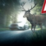 Ein Hirsch neben einem Warnschild für Wildunfall, im Hintergrund ein weißes Auto auf der Straße