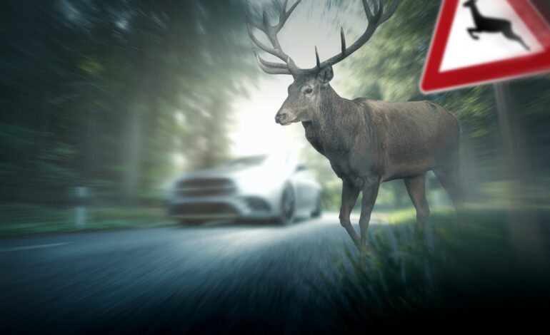 Ein Hirsch neben einem Warnschild für Wildunfall, im Hintergrund ein weißes Auto auf der Straße