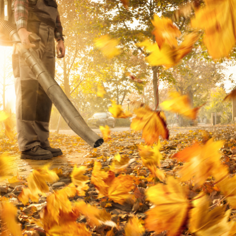 Herbst Laub wer muss es entfernen